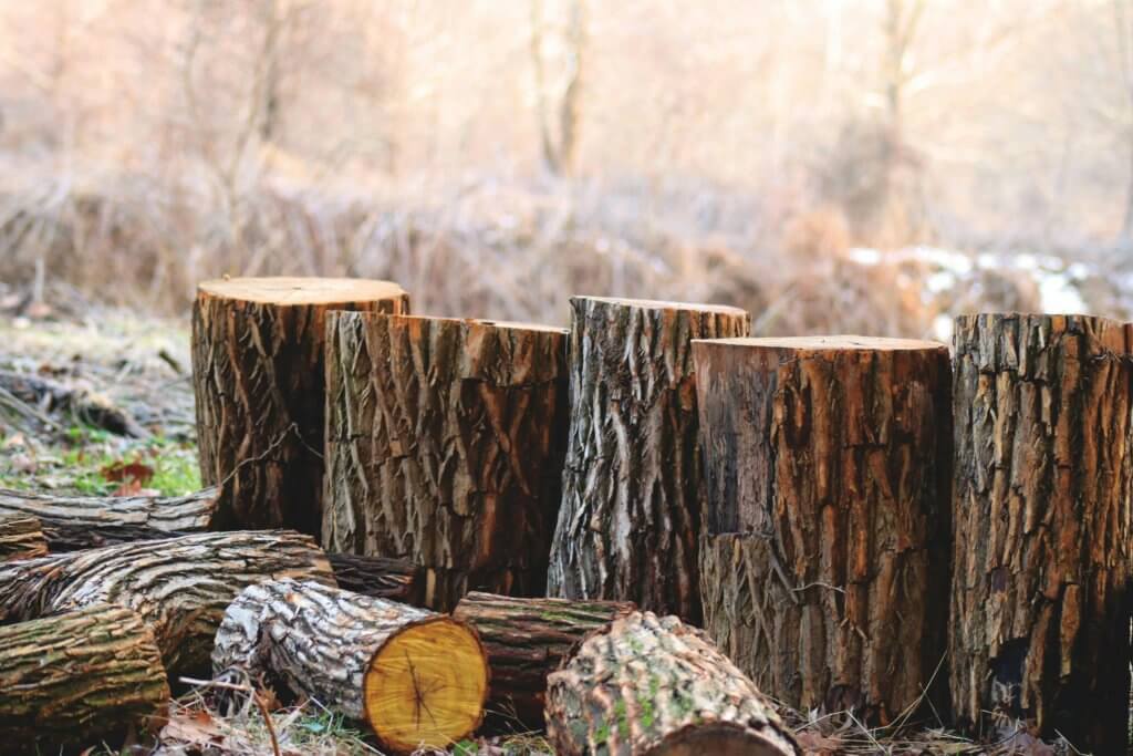 land clearing site prep tree trunks chopped down